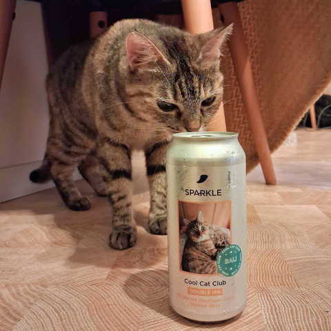 Cool Cat Club ✧ Bali